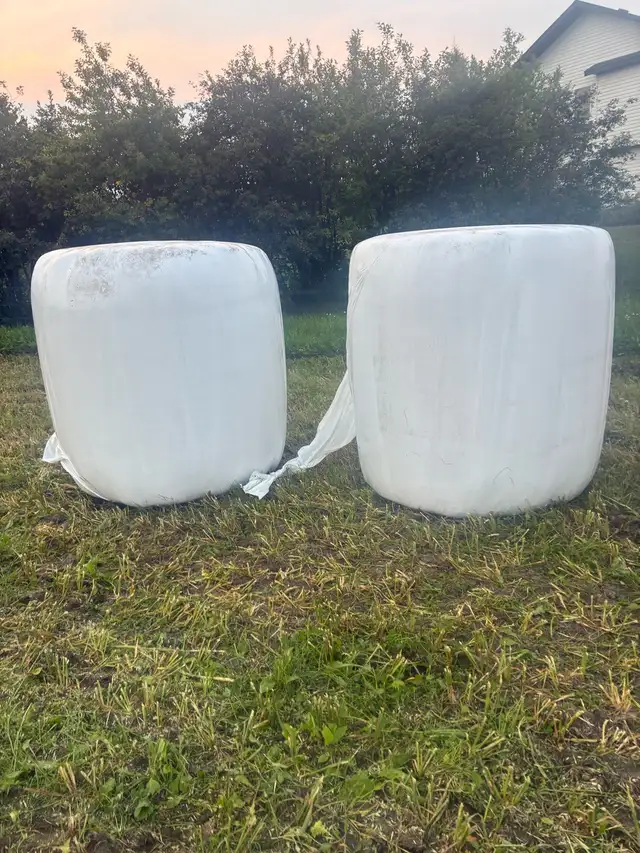 single wrapped oat bales