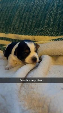 Morki male et femelles