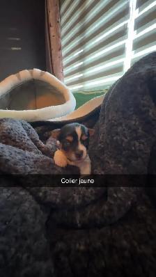 Morki male et femelles - Photo 6