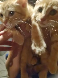 Siamese tabby male kittens ready now! - Photo 2
