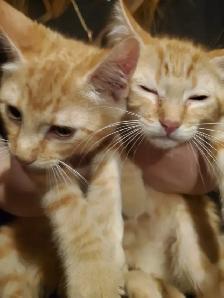 Siamese tabby male kittens ready now! - Photo 3