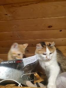 Siamese tabby male kittens ready now! - Photo 7