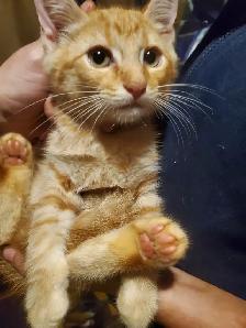 Siamese tabby male kittens ready now! - Photo 10