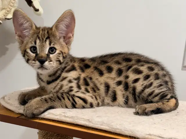 Chaton savannah F2 kitten