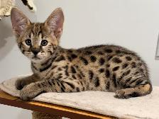 Chaton savannah F2 kitten