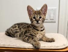 Chaton savannah F2 kitten - Photo 2