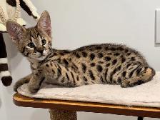 Chaton savannah F2 kitten - Photo 3