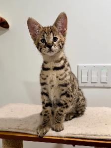Chaton savannah F2 kitten - Photo 4