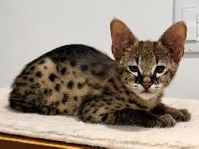 Chaton savannah F2 kitten - Photo 5