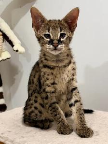 Chaton savannah F2 kitten - Photo 6