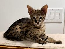 Chaton savannah F2 kitten - Photo 7