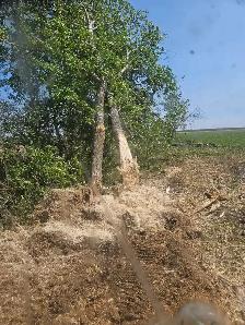 Mulching / Land Clearing - Photo 2