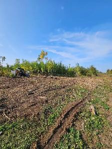 Mulching / Land Clearing - Photo 7