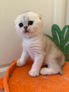 Scottish fold/straight kittens for sale