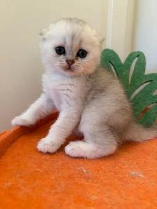 Scottish fold/straight kittens for sale - Photo 2