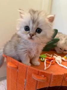 Scottish fold/straight kittens for sale - Photo 3