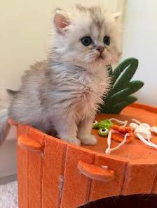 Scottish fold/straight kittens for sale - Photo 4