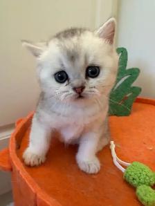 Scottish fold/straight kittens for sale - Photo 5