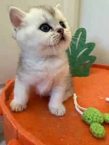 Scottish fold/straight kittens for sale - Photo 6