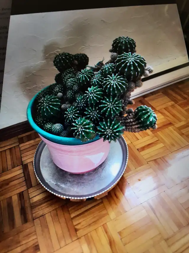 Cactus mère a tête multiples