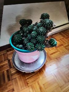 Cactus mère a tête multiples