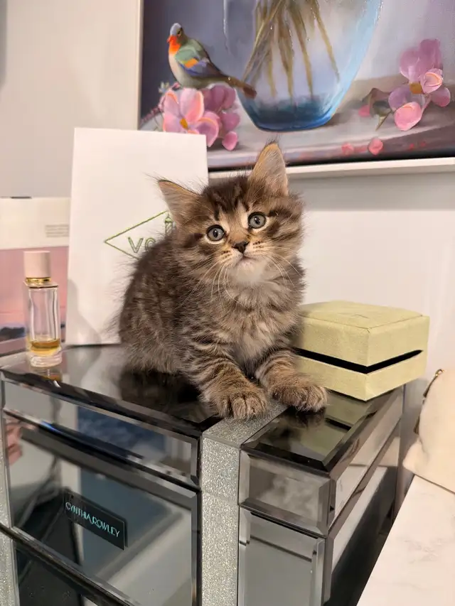 ❤️ Siberian kittens ❤️(437) 292-1163