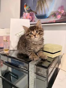 ❤️ Siberian kittens ❤️(437) 292-1163