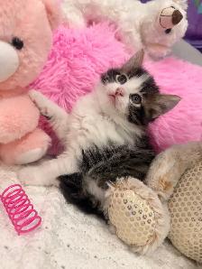 ❤️ Siberian kittens ❤️(437) 292-1163 - Photo 2