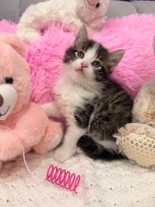 ❤️ Siberian kittens ❤️(437) 292-1163 - Photo 3