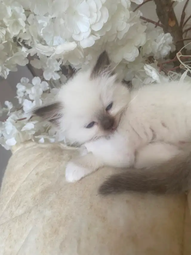 GORGEOUS BABY CHOCOLATEPOINT & WHITEMITTTED RAGDOLLS!!