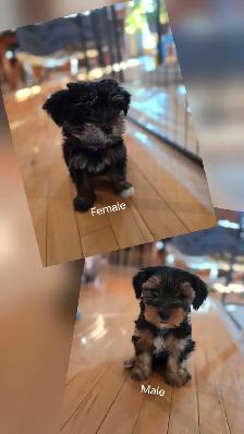 Yorkshire Terrier Puppies