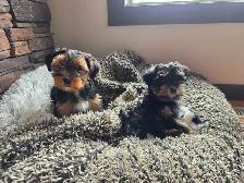 Yorkshire Terrier Puppies - Photo 2