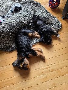 Yorkshire Terrier Puppies - Photo 3