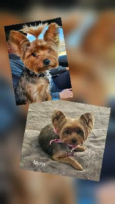 Yorkshire Terrier Puppies - Photo 4