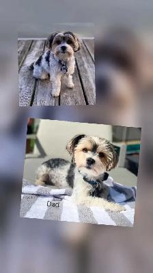 Yorkshire Terrier Puppies - Photo 5