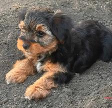 Yorkshire Terrier Puppies - Photo 6