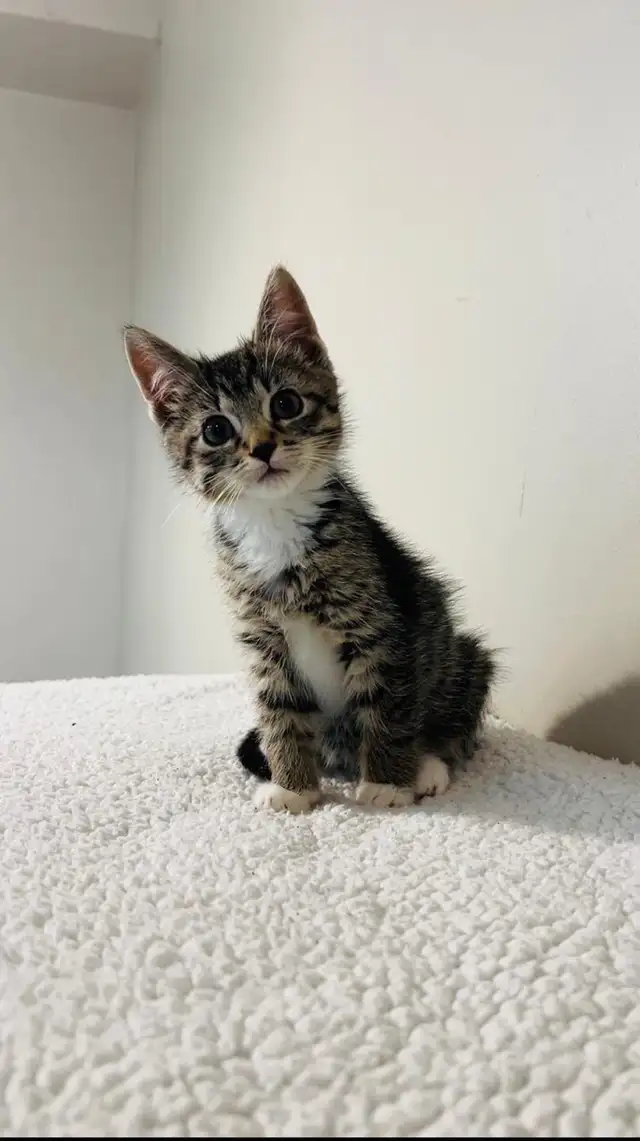 Beautiful male and female kittens