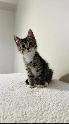 Beautiful male and female kittens