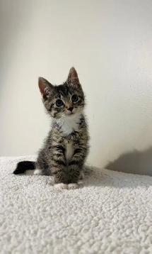 Beautiful male and female kittens - Photo 2