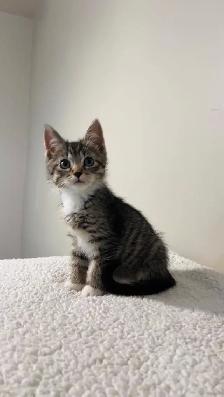 Beautiful male and female kittens - Photo 3