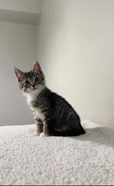 Beautiful male and female kittens - Photo 4