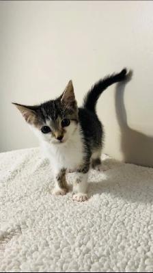 Beautiful male and female kittens - Photo 5