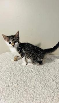 Beautiful male and female kittens - Photo 6