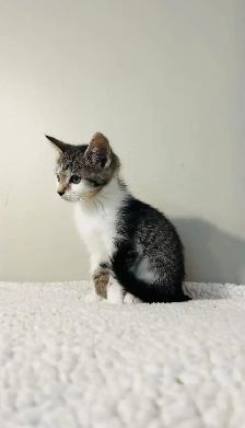 Beautiful male and female kittens - Photo 7