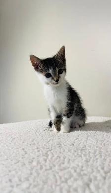 Beautiful male and female kittens - Photo 8