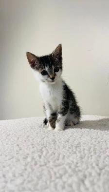 Beautiful male and female kittens - Photo 9