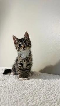 Beautiful male and female kittens - Photo 10