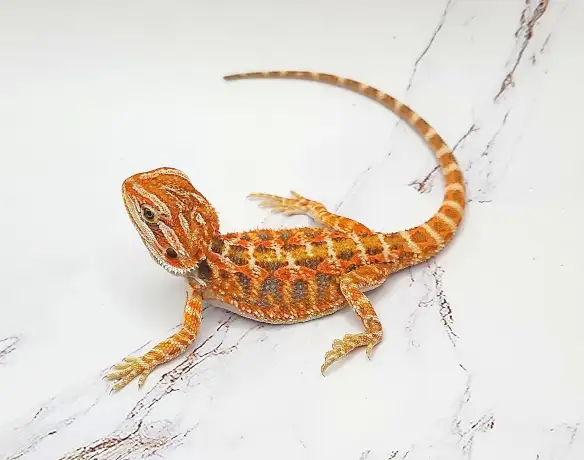 dragon barbu bébé rouge, orange, hypo