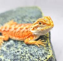 dragon barbu bébé rouge, orange, hypo - Photo 7