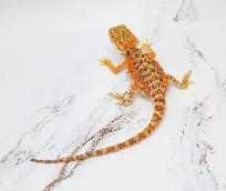 dragon barbu bébé rouge, orange, hypo - Photo 10